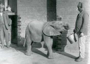 Junger afrikanischer Elefant Kiberenge wird von Darisha gefüttert, während Syed Ali im Hintergrund zusieht, London Zoo, September 1923